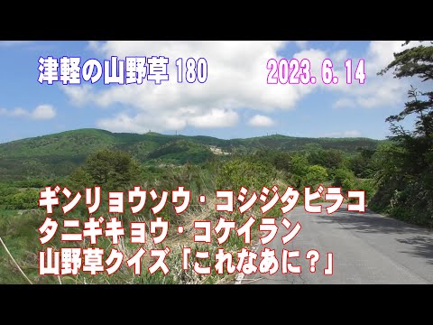 津軽の山野草180(ｷﾞﾝﾘｮｳｿｳ、ｺｼｼﾞﾀﾋﾞﾗｺ、ﾀﾆｷﾞｷｮｳ、ｺｹｲﾗﾝ、山野草ｸｲｽﾞ)