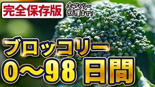 【ブロッコリー栽培】種まき・土づくり〜収穫までの98日間【家庭菜園】