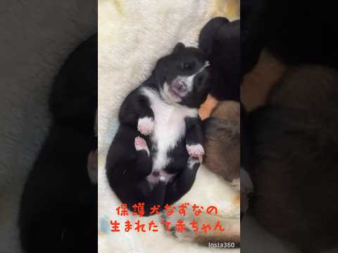 【保護犬なずなの赤ちゃん】生まれたて🩷メッチャ可愛い🥰