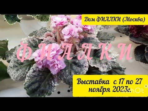 Фиалки - 2023. Выставка в Доме Фиалки "У природы нет плохой погоды" с 17.11 по 27.11.2023г. #фиалки