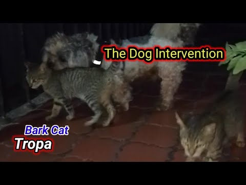 *The Dog's Intervention: Breaking Up the Kitten Cling"