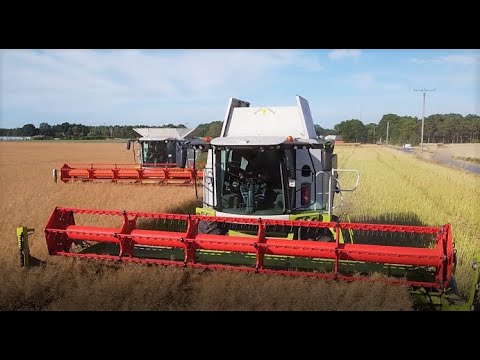 Raps dreschen 2022/  2 Claas Lexion 750 des Lohnunternehmens Fühner im südlichen Emsland