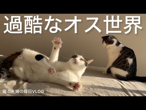 猫と夫婦の毎日VLOG#445 朝日に照らされ戦う猫たち