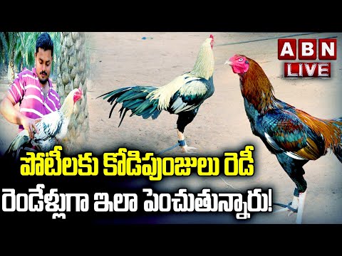 🔴LIVE: పోటీలకు కోడిపుంజులు రెడీ | All Set For Kodi Pandalu | Sankranthi Celebrations 2025 | ABN