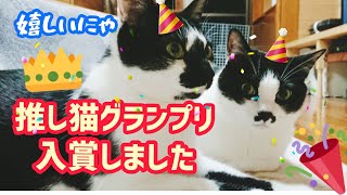 【第1回推し猫グランプリ】発表！ 我が家の猫達はいかに！Announced the 1st recommended cat grand prix