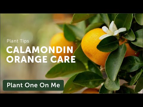 CALAMONDIN ORANGE Care — Ep. 331