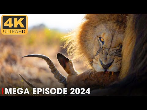 Life of the Lion King MEGA EPISODE | Nature Animal Documentary | 4K UHD