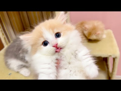 【マンチカンの子猫】子猫達がすくすく育って安心している件 ～猫のいる生活Vol.1038～出産動画 マンチカン短足・ミヌエット・ペルシャ猫専門ブリーダー『ペット蔵人』【子猫の成長記録】