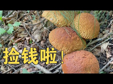 捡钱啦！漫山遍野的蘑菇和捡钱一样，半天卖了600多RMB！【913的乡野生活】