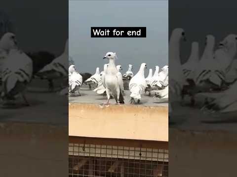 Bhaiyon Maulana Lucknow ka shok #pigeon #shortvideo #shorts #viralvideo