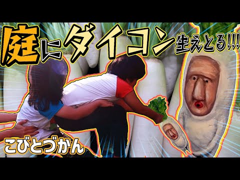 【こびとづかん】庭にダイコン生えとる!!と思ったらこびとやった!!!