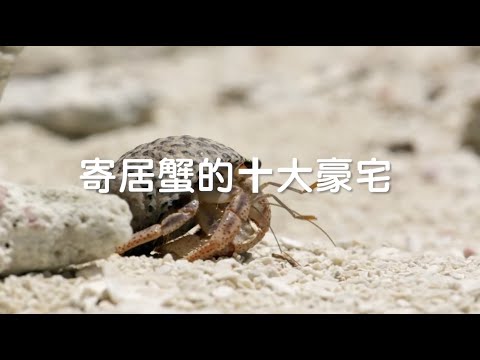 【海洋聲影】寄居蟹的10大豪宅｜國立海洋生物博物館