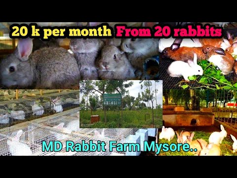 High profit Rabbit farming in India // Rabbit Farm Visit Video in mysore //