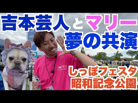 吉本芸人とマリー 【 フレンチブルドッグ french_bulldog 】 しっぽフェスタ