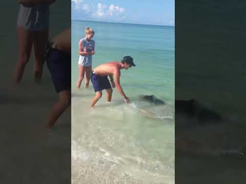 Almost got bit….. #fishing #naples #fishingcharter #shortvideo #boats #shark #sharkattack