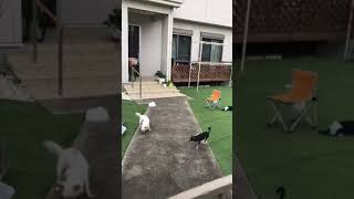 加納大ブリーダーの犬舎動画