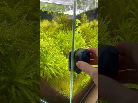 Trimming & Clean up #aquarium #fishtank #aquascape #fish #plantedtank #bettafish #fishkeeping