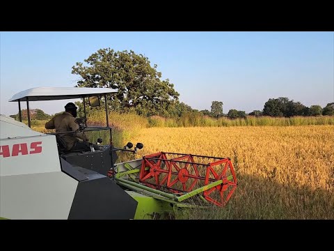 Combine Harvester Claas Crop Tiger || John Deere || Picnic