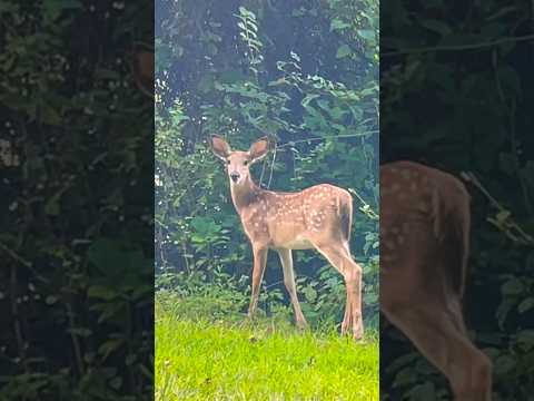 A cute little deer foraging alone by the lake | Horizons_視野 | fawn | wildlife | animals