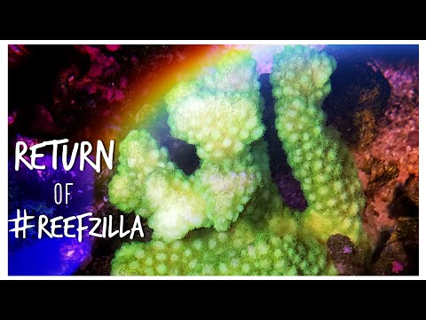 Return of #reefzilla - Epic 180 gallon Custom Reef Tank Update