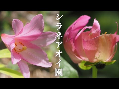 【シラネアオイ園 総集編】　山野草・高山植物　最新の開花情報　ヒメサユリ・紅花山芍薬など