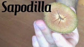 Sapodilla Review (Chikoo) - Weird Fruit Explorer - Ep. 30