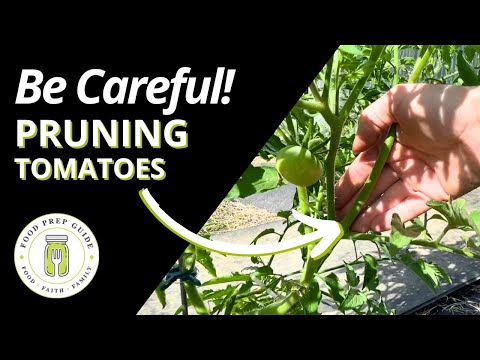 This Tomato Pruning MISTAKE Can RUIN Your Harvest 🍅🍅🍅