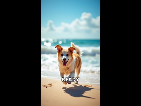 Top Dog-Friendly Beaches in California #shorts #california #viralvideo #doglovers