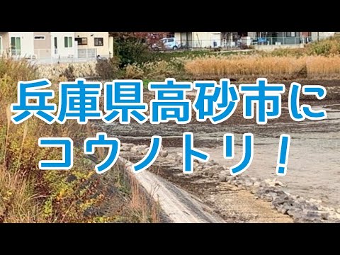 兵庫県高砂市にコウノトリ！絶滅危惧種の保護活動【2019年12月2日・阿弥陀町弟池の人工巣塔】