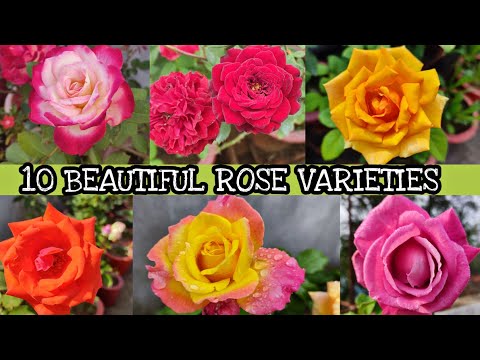 10 Beautiful Rose Varieties from my garden //गुलाब के दश खूबसूरत वरिएटीज