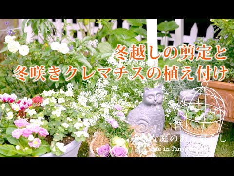 ガーデニング Vlog｜室内管理の植物の剪定と冬咲きクレマチスの植え付け｜ 〜小さな庭のある暮らし 151〜Gardening ｜ Life in a tiny garden