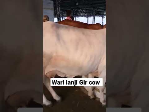 wari lanji Gir Cow #warishortsbeta #warilanji #gircow