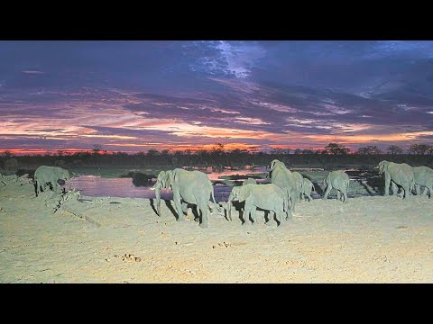 EarthCam Live:  Hideaways Camp Kuzuma, African Watering Hole (Chobe, Botswana)