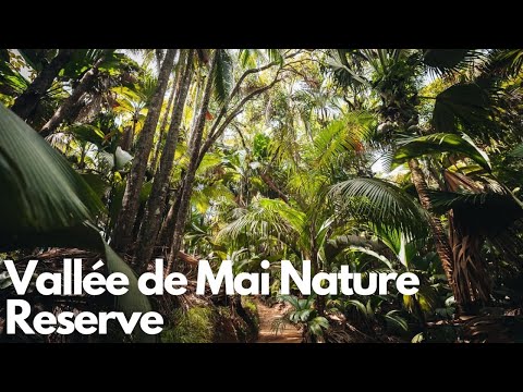 Exploring the Enchanting Vallée de Mai Nature Reserve in Seychelles