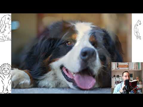 Bernese Mountain Dog. Temperament, price, how to choose, facts, care, history