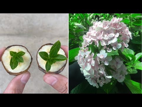 Hydrangea buds will grow extremely fast when this pill is placed in a flower pot