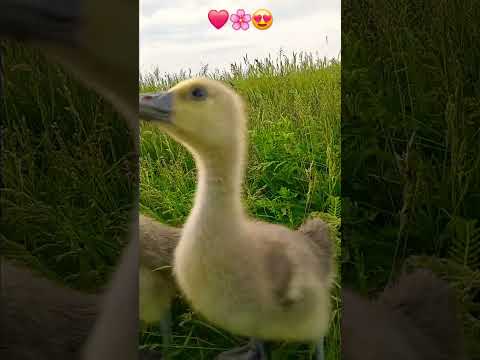 И только проезжающая мимо машина немного напугала гусят! ❤️🪿 #гусь #lovebirds #goose #питомцы