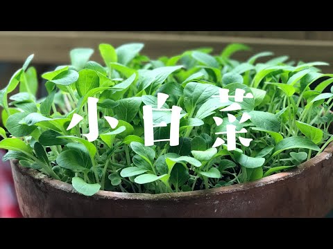 种小白菜，第0-20天，四点注意事项 | 上海青 青江菜 油菜 青菜 How to Grow Bok Choy 0-20 Days