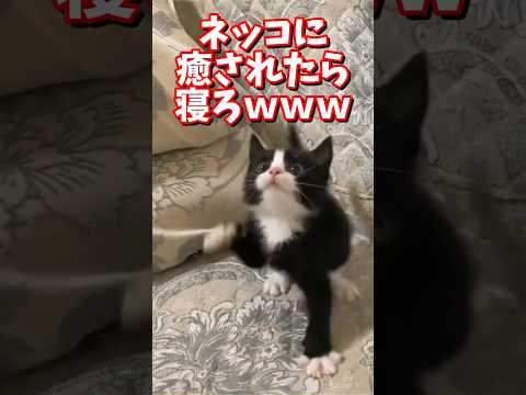 ネッコの動画で癒されたら寝ろｗｗｗ　#2ch #2chまとめ 動物スレ #2ch面白いスレ #動物 #犬 #猫 #癒やし #ねこ動画