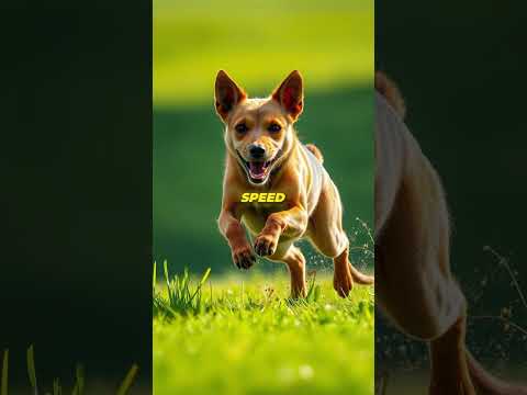 Fastest Dog Breeds EXPOSED Can They Outrun a Cheetah?