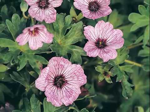 Get to Know Cranesbill/Hardy Geranium - Part Sun-Loving Plants