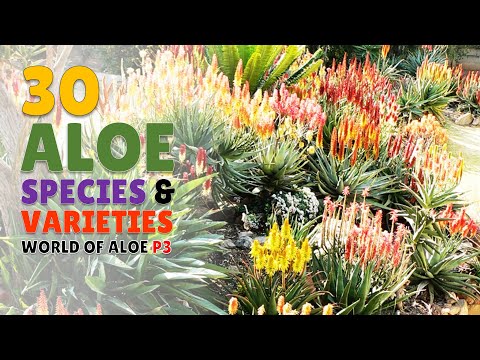 30 Aloe Species - World of Aloe Part 3