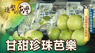 【進擊的台灣】珍珠芭樂清脆甘甜 友善耕作草生栽培