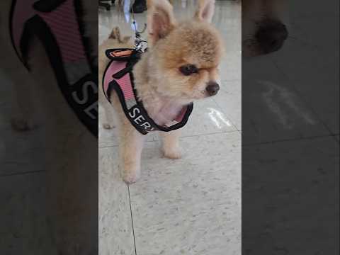 Beautiful Pup!  #pomeranian #pomeranianlovers #shortvideo  #youtubeshorts  #dog #dogs