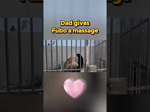 🐼Dad gives Fubo a massage #panda #funny #fubao #pets #automobile #cute #cutepanda #animals