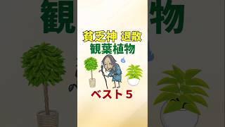 貧乏神退散！観葉植物ベスト5【風水アドバイザーがご紹介】#shorts