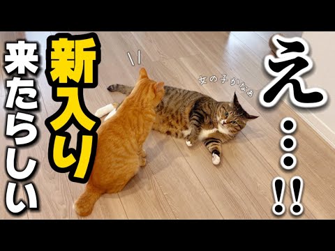 23歳一人暮らし。またシャーシャー猫を保護してしまいました…