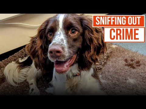 Rafa the Sniffer Spaniel searches for the drugs | Send in the Dogs | True Crime Central