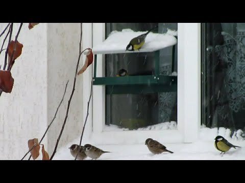 Аншлаг!!! Кормушка на окне!