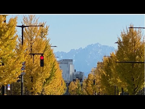 Hidden Japan  69　銀杏の葉が黄金色になりました　Golden ginkyo trees